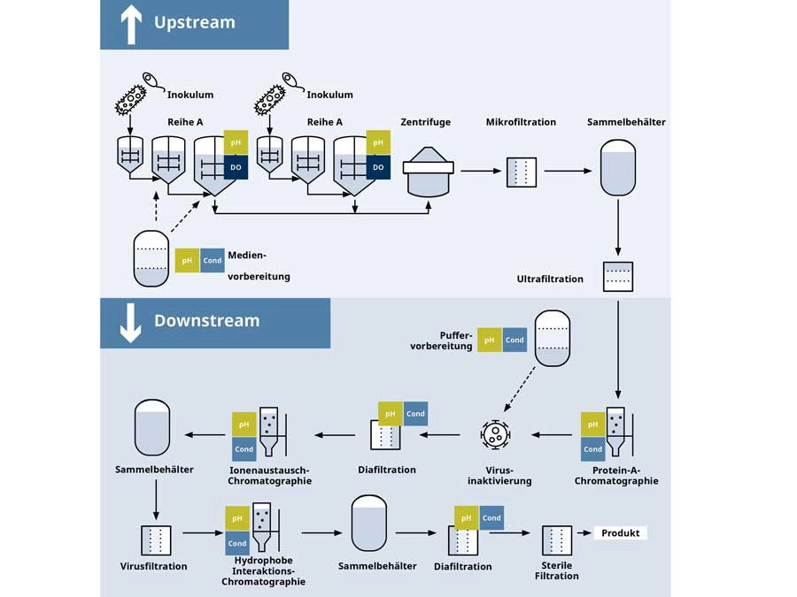 Biopharmazeutischen Prozess Jeder Schritt des biopharmazeutischen Prozesses, sowohl Upstream als auch Downstream